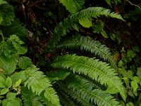 Polystichum lonchitis 15, Lansvaren, Saxifraga-Ed Stikvoort