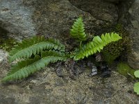 Polystichum lonchitis 1, Lansvaren, Saxifraga-Willem van Kruijsbergen