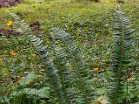 Polystichum lonchitis 10, Lansvaren, Saxifraga-Ed Stikvoort