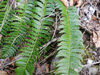 Polystichum lonchitis 12, Lansvaren, Saxifraga-Rutger Barendse