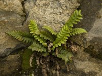 Polystichum lonchitis 2, Lansvaren, Saxifraga-Willem van Kruijsbergen