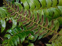 Polystichum lonchitis 5, Lansvaren, Saxifraga-Ed Stikvoort