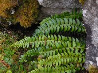 Polystichum lonchitis 7, Lansvaren, Saxifraga-Ed Stikvoort