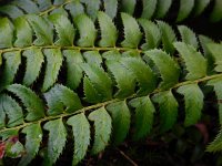 Polystichum lonchitis 9, Lansvaren, Saxifraga-Ed Stikvoort