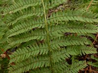 Polystichum setiferum 6, Zachte naaldvaren, Saxifraga-Ed Stikvoort