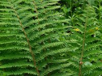 Polystichum setiferum 9, Zachte naaldvaren, Saxifraga-Ed Stikvoort