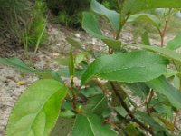 Populus deltoides, Eastern Cottonwood
