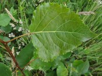 Populus x canadensis 1, Canadapopulier, Saxifraga-Rutger Barendse