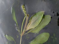 Potamogeton alpinus 1, Rossig fonteinkruid, Saxifraga-Rutger Barendse