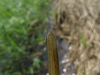 Potamogeton compressus, Grasswrack Pondweed
