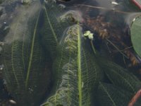 Potamogeton lucens 1, Glanzig fonteinkruid, Saxifraga-Rutger Barendse