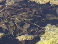 Potamogeton lucens 12, Glanzig fonteinkruid, Saxifraga-Peter Meininger