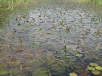 Potamogeton lucens 2, Glanzig fonteinkruid, Saxifraga-Rutger Barendse