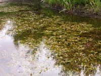 Potamogeton lucens 4, Glanzig fonteinkruid, Saxifraga-Peter Meininger