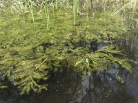 Potamogeton lucens 9, Glanzig fonteinkruid, Saxifraga-Rob Felix : Plantae, Plants, Project Natuurbalans, planten