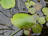 Potamogeton natans 14, Drijvend fonteinkruid, Saxifraga-Rutger Barendse