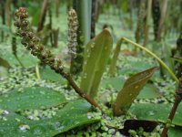 Potamogeton natans 3, Drijvend fonteinkruid, Saxifraga-Rutger Barendse