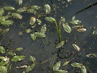 Potamogeton natans 5, Drijvend fonteinkruid, Saxifraga-Jan van der Straaten