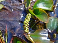 Potamogeton natans 6, Drijvend fonteinkruid, Saxifraga-Jeroen Willemsen