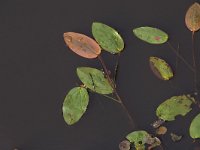 Potamogeton natans 8, Drijvend fonteinkruid, Saxifraga-Peter Meininger