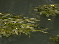 Potamogeton nodosus 17, Rivierfonteinkruid, Saxifraga-Bart Vastenhouw