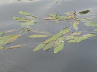 Potamogeton nodosus 18, Rivierfonteinkruid, Saxifraga-Rutger Barendse