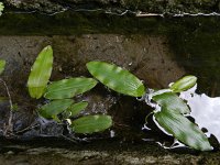 Potamogeton nodosus 24, Rivierfonteinkruid, Saxifraga-Rutger Barendse