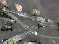 Potamogeton obtusifolius 1, Stomp fonteinkruid, Saxifraga-Rutger Barendse