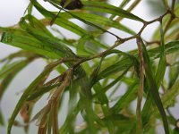 Potamogeton obtusifolius 2, Stomp fonteinkruid, Saxifraga-Rutger Barendse