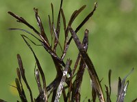 Potamogeton obtusifolius 3, Stomp fonteinkruid, Saxifraga-Peter Meininger