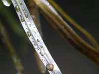 Potamogeton obtusifolius 4, Stomp fonteinkruid, Saxifraga-Peter Meininger