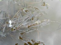 Potamogeton obtusifolius 6, Stomp fonteinkruid, Saxifraga-Rutger Barendse