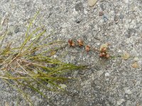 Potamogeton pectinatus 7, Schedefonteinkruid, Saxifraga-Rutger Barendse