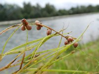 Potamogeton pectinatus 8, Schedefonteinkruid, Saxifraga-Rutger Barendse