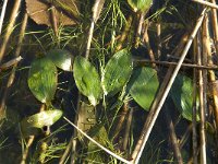 Potamogeton polygonifolius 13, Duizendknoopfonteinkruid, Saxifraga-Jan van der Straaten