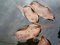 Potamogeton polygonifolius 14, Duizendknoopfonteinkruid, Saxifraga-Jeroen Willemsen