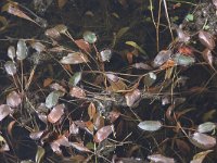 Potamogeton polygonifolius 16, Duizendknoopfonteinkruid, Saxifraga-Peter Meininger