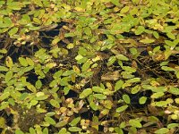 Potamogeton polygonifolius 21, Duizendknoopfonteinkruid, Saxifraga-Jan van der Straaten