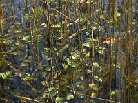 Potamogeton polygonifolius 22, Duizendknoopfonteinkruid, Saxifraga-Jan van der Straaten