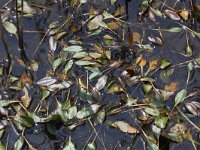 Potamogeton polygonifolius 23, Duizendknoopfonteinkruid, Saxifraga-Peter Meininger