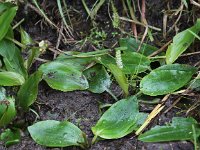 Potamogeton polygonifolius 24, Duizendknoopfonteinkruid, Saxifraga-Peter Meininger