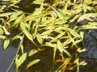 Potamogeton polygonifolius 25, Duizendknoopfonteinkruid, Saxifraga-Rutger Barendse