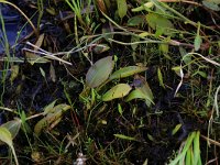 Potamogeton polygonifolius 29, Duizendknoopfonteinkruid, Saxifraga-Hans Boll