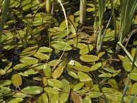 Potamogeton polygonifolius 3, Duizendknoopfonteinkruid, Saxifraga-Jan van der Straaten