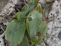 Potamogeton polygonifolius 35, Duizendknoopfonteinkruid, Saxifraga-Willem van Kruijsbergen