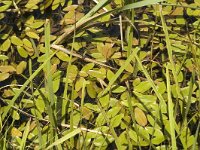 Potamogeton polygonifolius 4, Duizendknoopfonteinkruid, Saxifraga-Jan van der Straaten