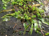 Potamogeton polygonifolius 5, Duizendknoopfonteinkruid, Saxifraga-Rutger Barendse