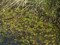 Potamogeton polygonifolius 9, Duizendknoopfonteinkruid, Saxifraga-Willem van Kruijsbergen