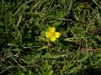 Potentilla anglica 1, Kruipganzerik, Saxifraga-Peter Meininger