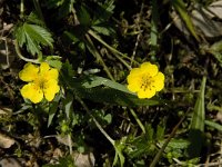 Potentilla anglica 2, Kruipganzerik, Saxifraga-Jan van der Straaten